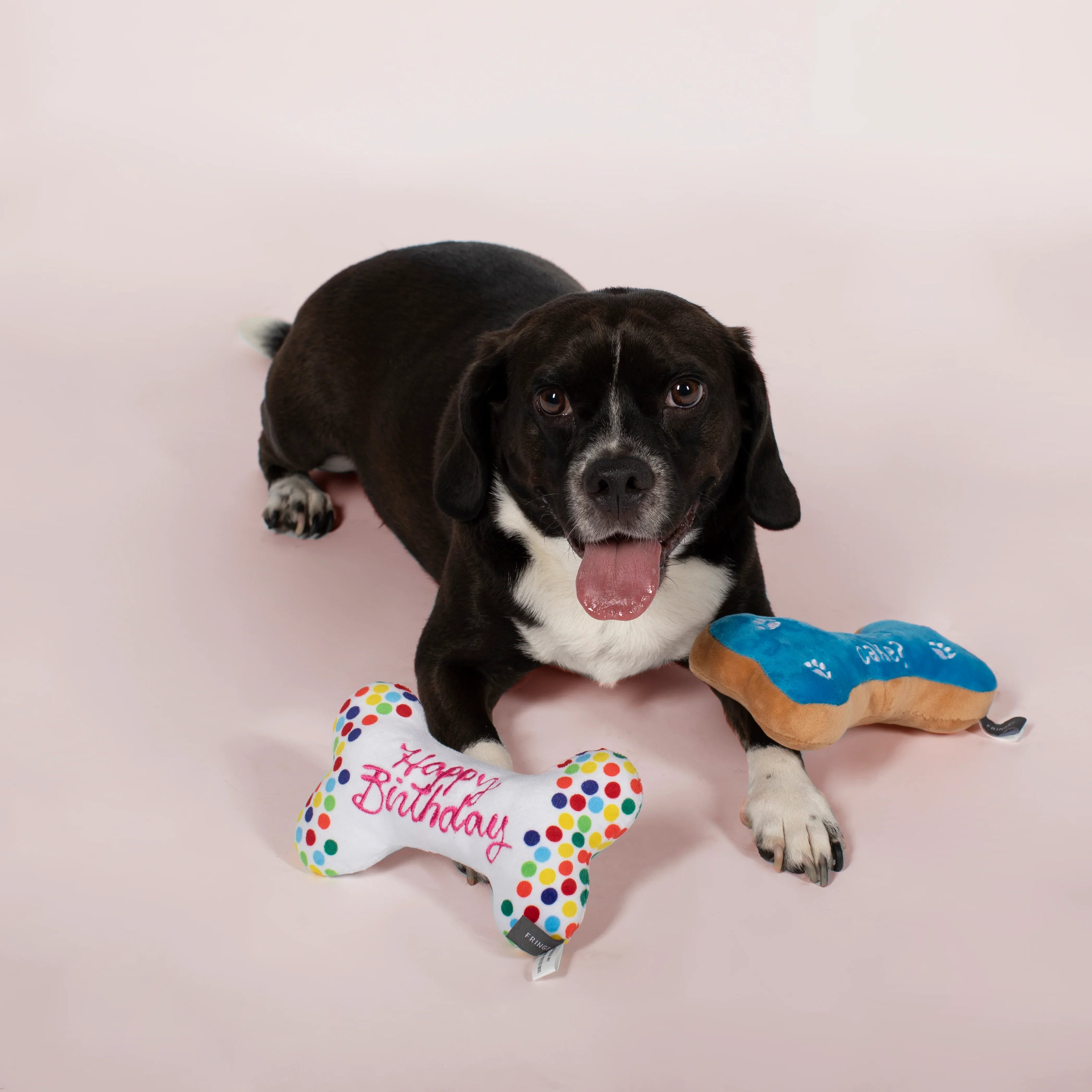 Fringe Dog Toy Birthday Bone Cookies