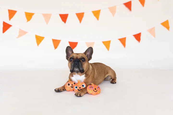 Fringe Dog Toy Halloween Pick of the Patch