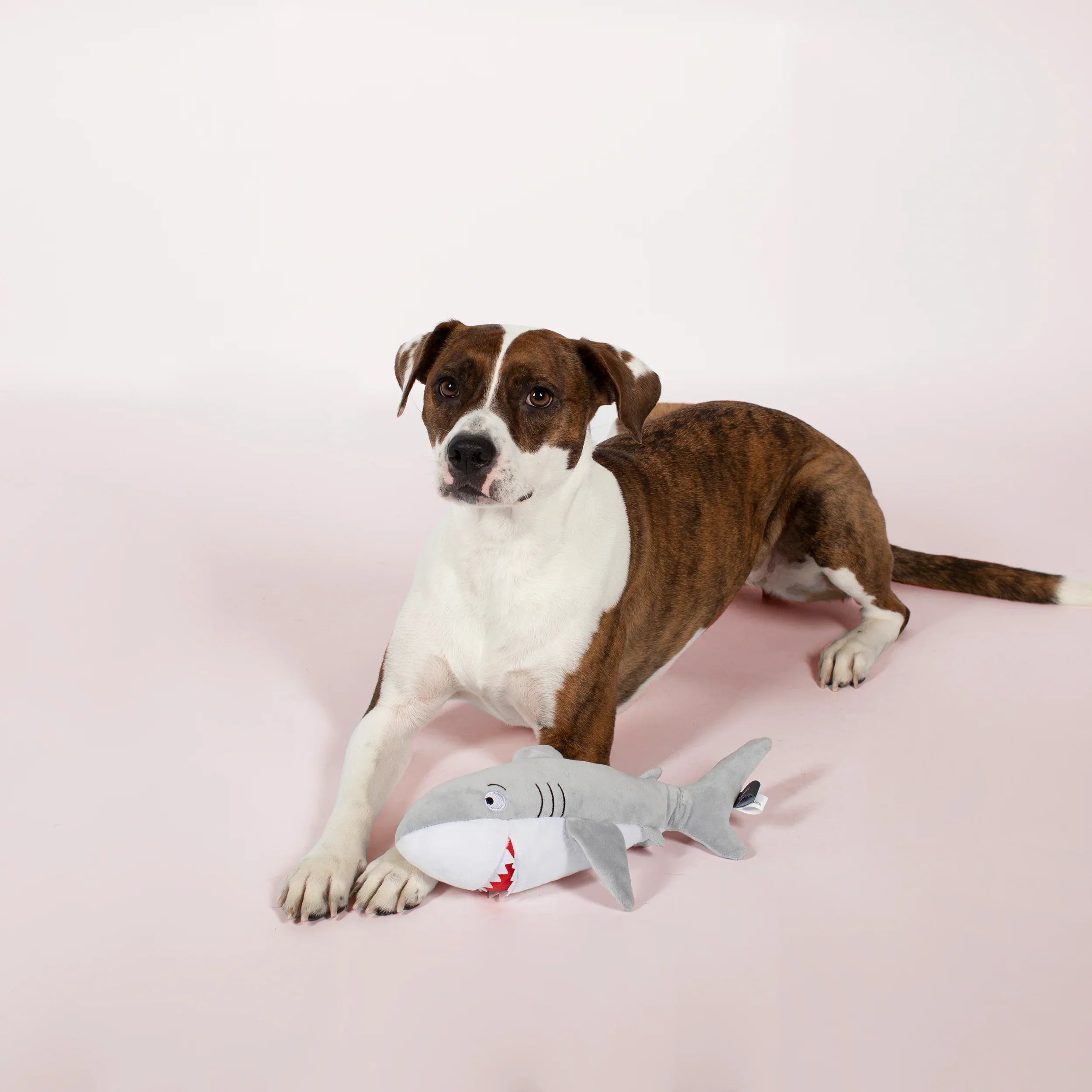 Fringe Dog Toy Feeling Sharky