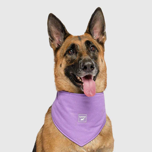 Canada Pooch Cooling Bandana Wet Reveal
