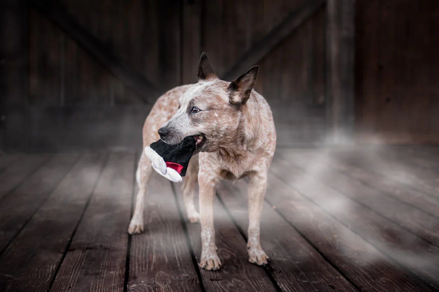 PLAY Dog Toy Halloween Howling Haunts Barky's Bite