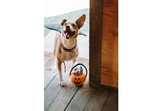 PLAY Dog Toy Halloween Basket & Candies